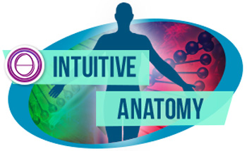 Cours ThetaHealing Anatomie Intuitive